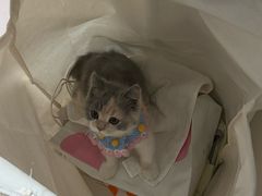 -凯特喵百思猫专科医院