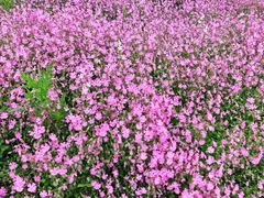 -春花秋色城市公园