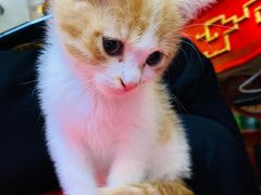 -一只烧鸡公(解放碑店)