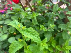 -慢丽江·云南野生菌土鸡锅(付家庄店)