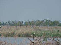-盐城丹顶鹤湿地生态旅游区