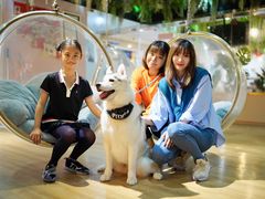 -Husky Go! 哈士奇体验馆·宠物咖啡厅狗咖