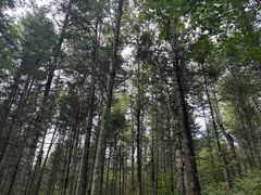 -汤旺河林海奇石景区