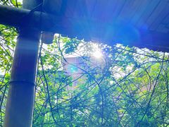 -美的鹭湖森林度假区