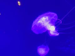 -波塞冬海底世界
