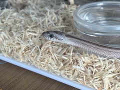 -酷以爬仙阁实体爬宠店·守宫·蜥蜴·专业繁育