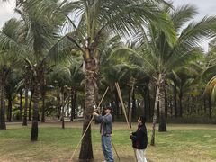 -三亚海棠湾喜来登度假酒店