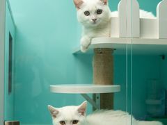 -猫宠乐园·专业洗护