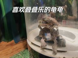 -酷嗒动物文化乐园(cutezoo西溪乐天城店)