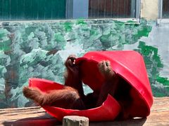 -西霞口神雕山野生动物世界