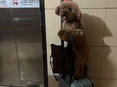 -四季缤纷椰子鸡(雨花亭凯德广场店)
