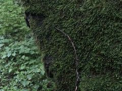 -黑河国家森林公园