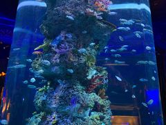 -芜湖新华联大白鲸海洋公园