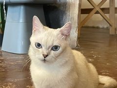 -猫猫幼稚园·撸猫·桌游·电玩