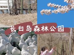 -长白岛森林公园