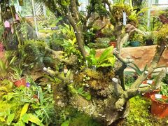 -国家植物园南园