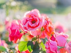 -上海滨江森林公园