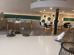 大堂-飞行喵MR PILOT|猫舍·猫咖(静安大融城店)
