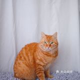 北京猫咪免费领养🐱胖大橘凰儿同学