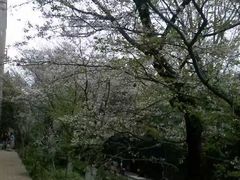 -武汉大学-樱园