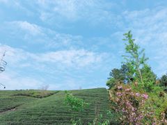 -龙坞茶村