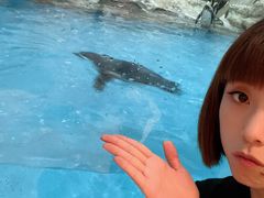 -帝企鹅自助餐厅•儿童岛•真企鹅(长隆企鹅酒店)