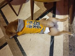 -猫色咖啡·猫咖
