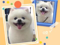 -Oh My Dog宠物沙龙(伊珊娜皮毛护理店)