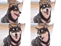 -南京Hallo宠物乐园·哈罗犬舍·柴犬繁育基地
