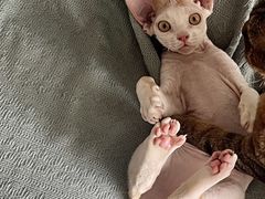 -瑞派福兴宠物医院犬猫全科·骨科·中西医结合(河东店)