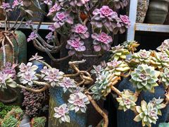 -青石桥花鸟鱼虫市场(叠翠城店)