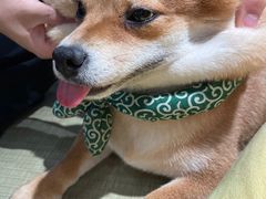 -逗柴咖啡屋·狗咖猫咖宠物桌游