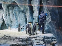 -帝企鹅自助餐厅•儿童岛•真企鹅(长隆企鹅酒店)