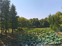 -贡湖湾湿地公园