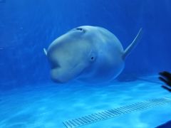 -多彩贵州城极地海洋世界