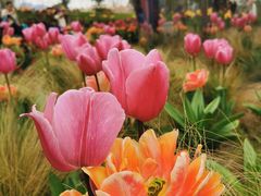 -上海植物园-4号门售票处