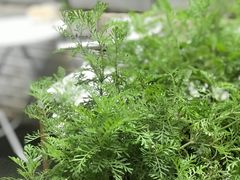 -正南齐北·老街糯米团(洪崖洞店)