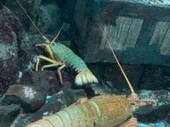 -凯莉-塔尔敦海洋生物水族馆