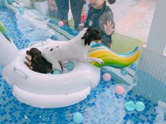 -BABYDOG宝贝狗宠物乐园(欧洲城店)