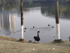 -张鸭子重庆特产卤味小吃(凯瑞店)