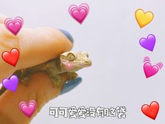 -酷以爬仙阁实体爬宠店·守宫·蜥蜴·专业繁育