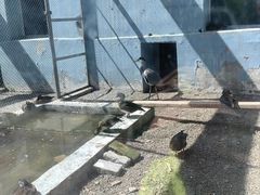 -青藏高原野生动物园