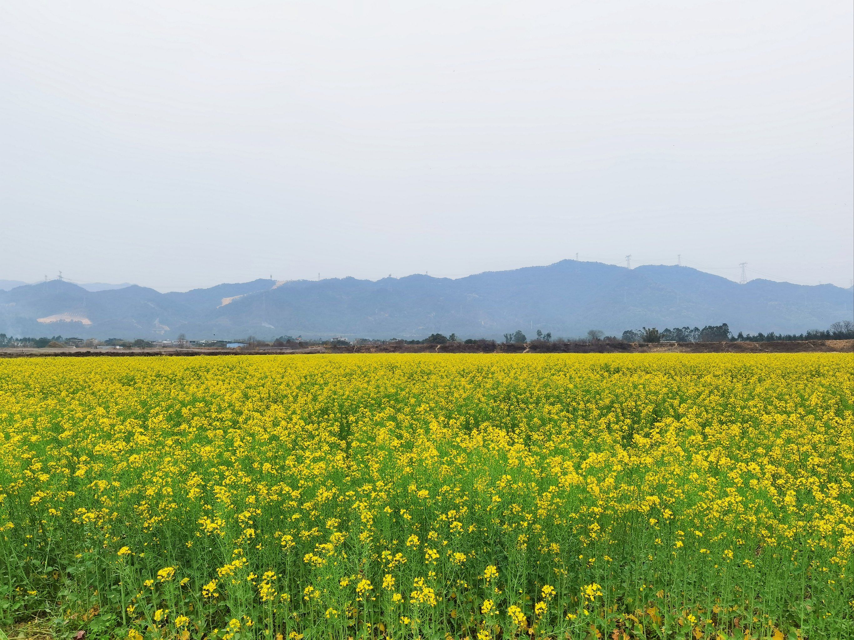 乡村画卷～油菜花海