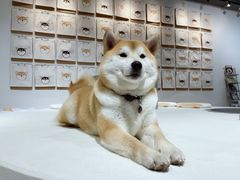 -柴务处·柴犬主题狗咖