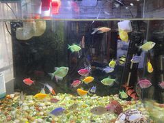 -叶存利海鲜大馅饺子(海宁路总店)