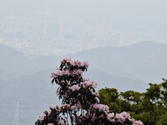 -梧桐山风景名胜区