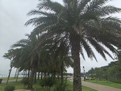 -野狸岛