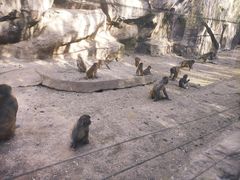 -大青山野生动物园