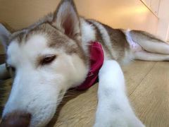 -Husky Go! 哈士奇体验馆·宠物咖啡厅狗咖