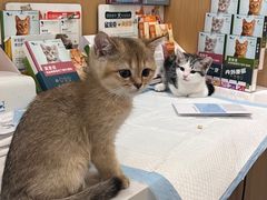 -pd派德宠物中心医院24H急重症·眼科中心·血液透析中心(嵩山北路店)